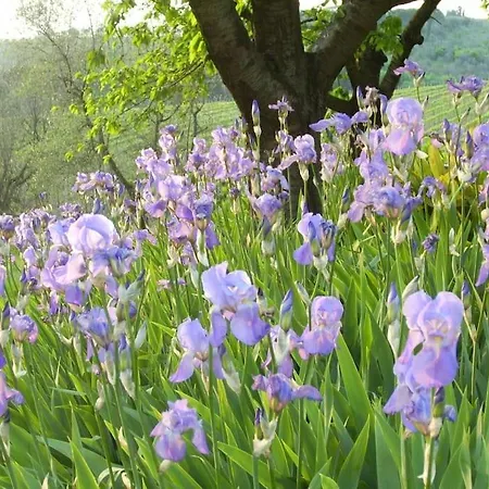 Il Giglio Nel Chianti Calzaiolo