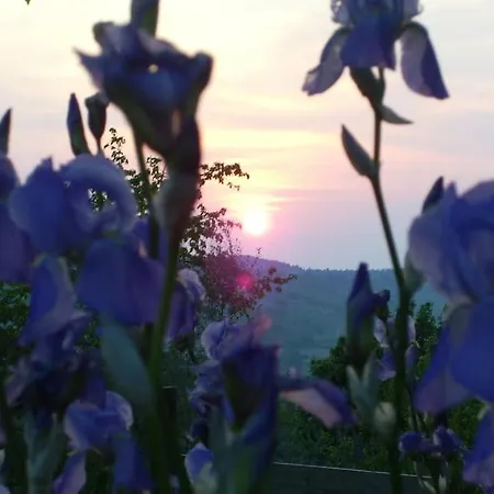 Il Giglio Nel Chianti * Calzaiolo