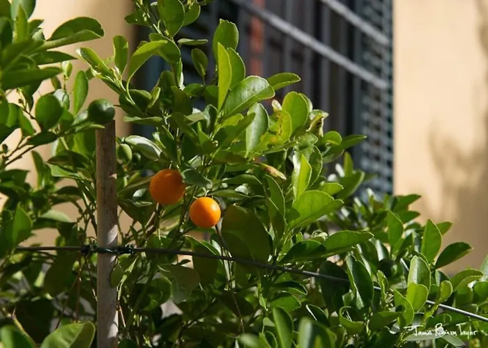 Il Giglio Nel Chianti Dom wakacyjny *