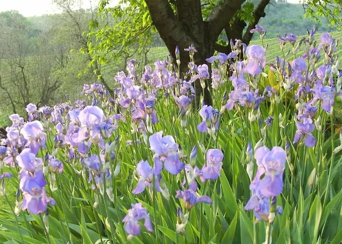 Il Giglio Nel Chianti Calzaiolo