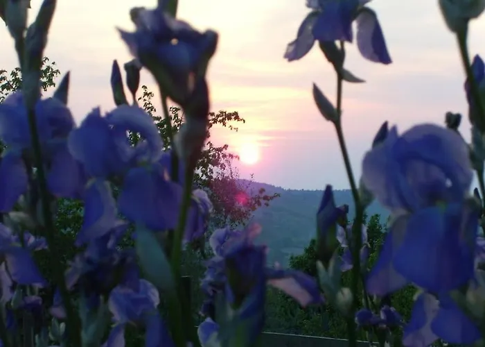Il Giglio Nel Chianti * Calzaiolo